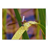 Dragonfly on raindrop leaf (Front Horizontal)