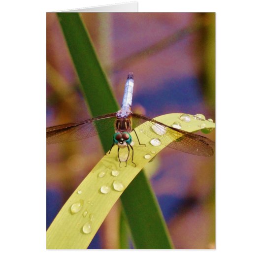 Dragonfly on raindrop leaf cards (Front)