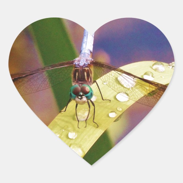 Dragonfly on raindrop leaf heart sticker (Front)