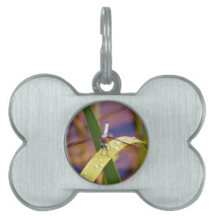 Dragonfly on raindrop leaf pet ID tag