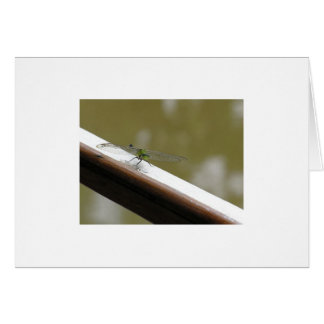 dragonfly on the bayou cards