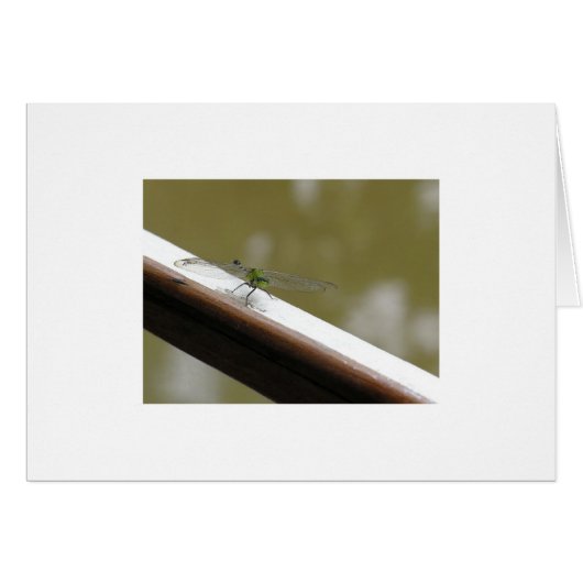dragonfly on the bayou cards (Front Horizontal)