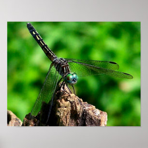 Dragonfly On Tree Stump Close Up Poster