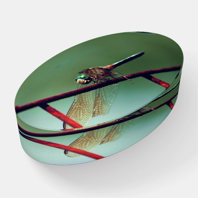 Dragonfly On Wire Fence Close Up  Paperweight (Angled)