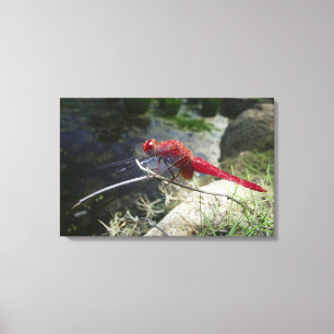 Dragonfly perching on branch, close up canvas print
