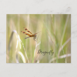 Dragonfly Photo Postcard