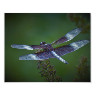 Dragonfly Photo Print