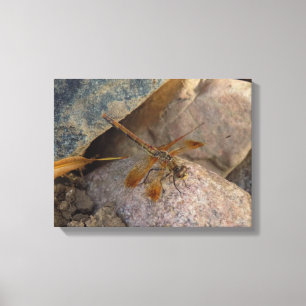 Dragonfly Photograph on Stretched Canvas Print