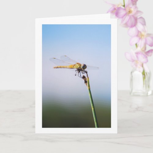 Dragonfly Portrait Card