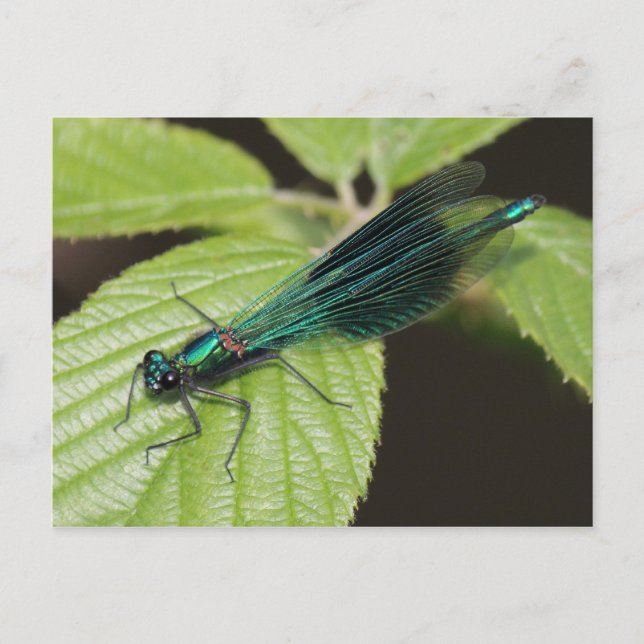 Dragonfly Postcard (Front)