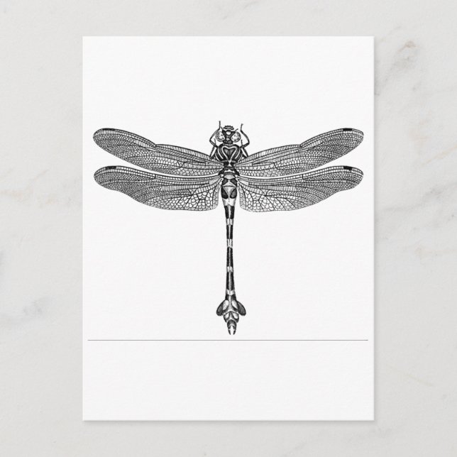 Dragonfly Postcard (Front)