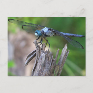 Dragonfly Postcard