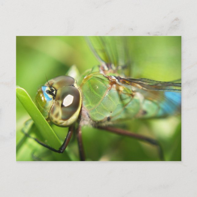 Dragonfly Postcard (Front)
