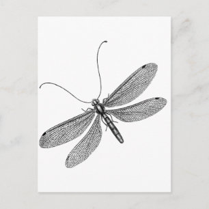 Dragonfly Postcard
