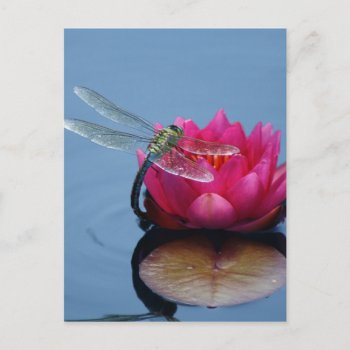 Dragonfly Postcard by The_Everything_Store at Zazzle