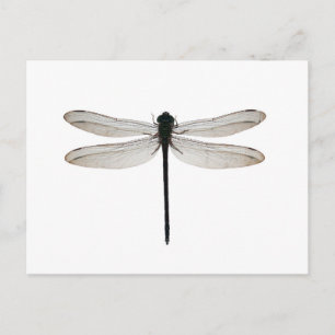 Dragonfly Postcard