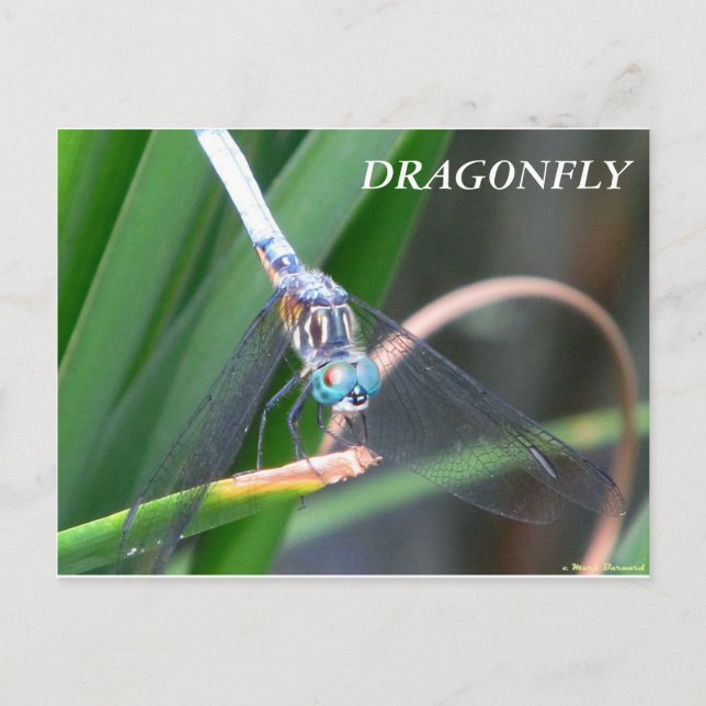 Dragonfly Postcard (Front)