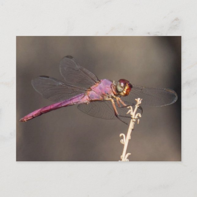 Dragonfly Postcard (Front)
