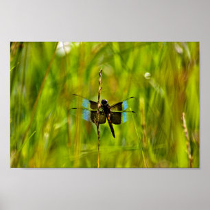 Dragonfly Poster