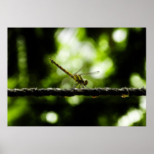 dragonfly poster