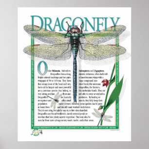 Dragonfly Poster