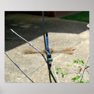 Dragonfly Poster