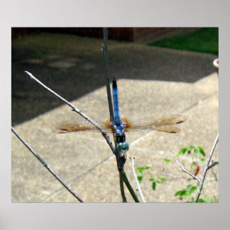 Dragonfly Poster