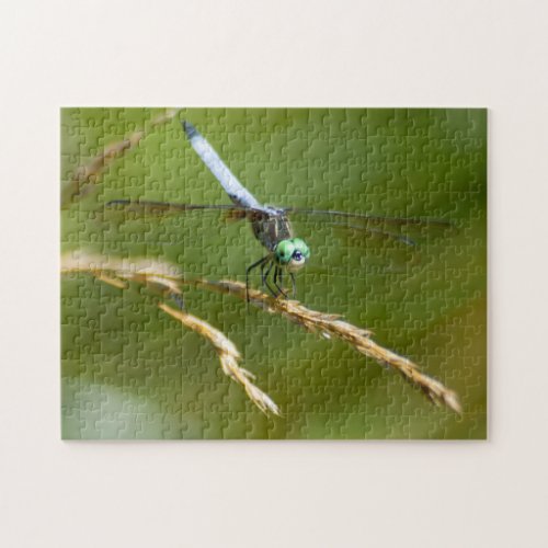 Dragonfly Puzzle