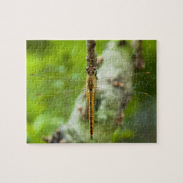 dragonfly - puzzles (Horizontal)