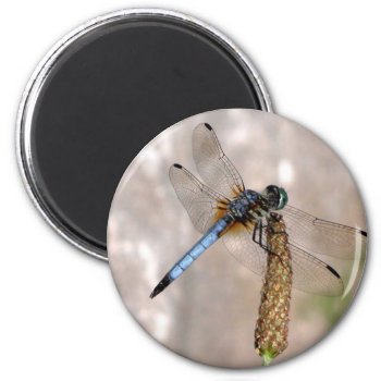 Dragonfly /round Magnet by toots1 at Zazzle