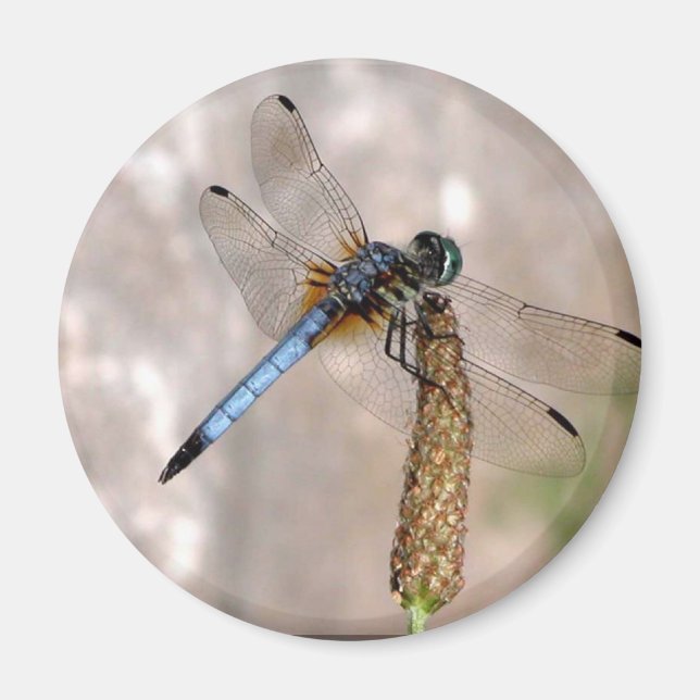 Dragonfly /Round Magnet (Front)