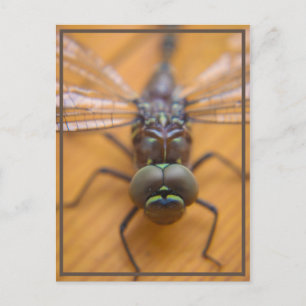Dragonfly see you postcard