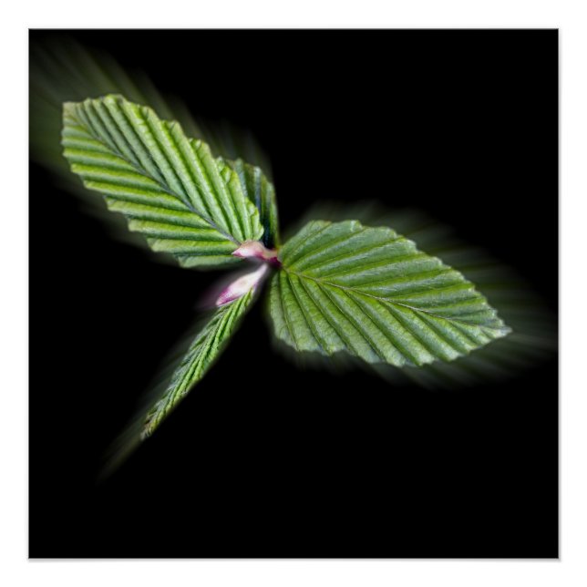 Dragonfly shaped leaves poster (Front)