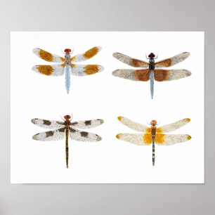 Dragonfly species art poster