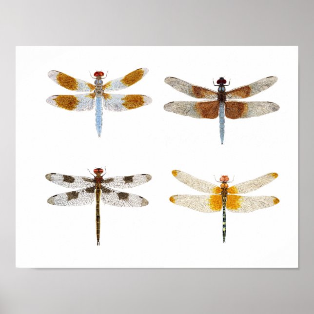 Dragonfly species art poster (Front)