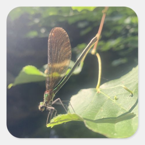 Dragonfly Sticker