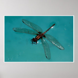 Dragonfly Still Life 2 Poster