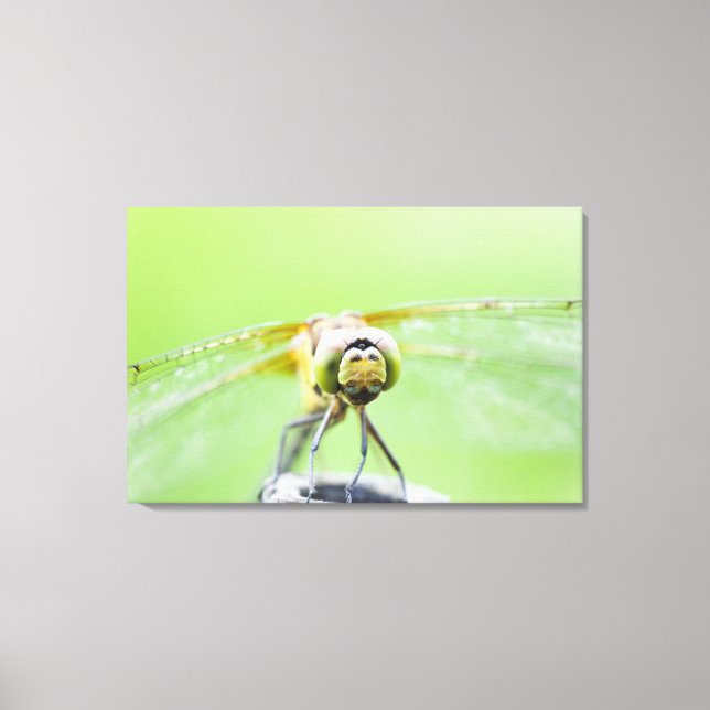 Dragonfly (Sympetrum infuscatum) 2 Canvas Print (Front)