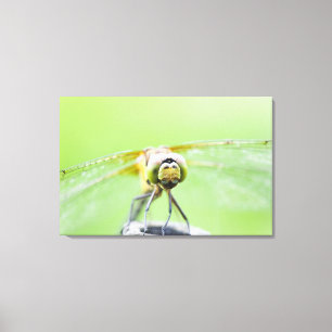 Dragonfly (Sympetrum infuscatum) 2 Canvas Print