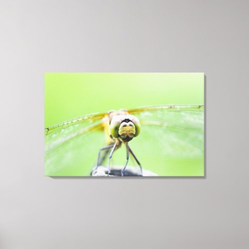 Dragonfly Sympetrum infuscatum 2 Canvas Print