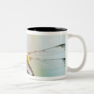 Dragonfly (Sympetrum infuscatum) 2 Two-Tone Coffee Mug