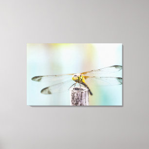 Dragonfly (Sympetrum infuscatum) Canvas Print