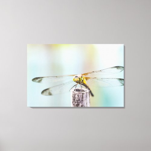 Dragonfly Sympetrum infuscatum Canvas Print