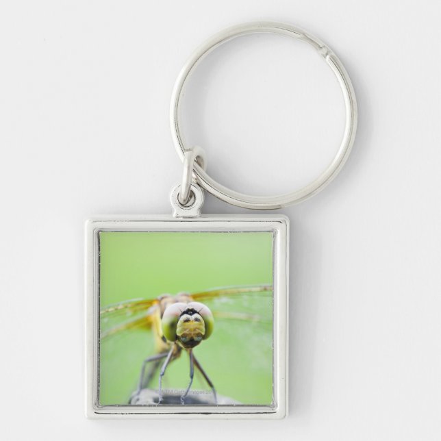 Dragonfly (Sympetrum infuscatum) Keychain (Front)
