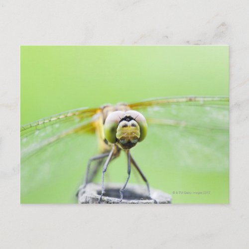 Dragonfly Sympetrum infuscatum Postcard