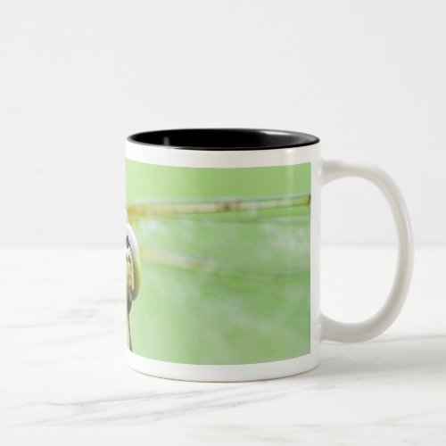 Dragonfly Sympetrum infuscatum Two_Tone Coffee Mug