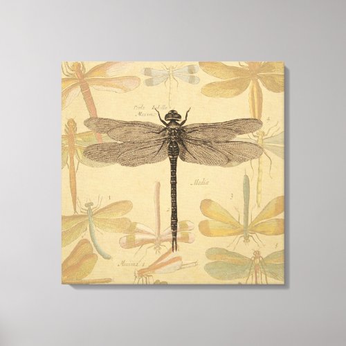 Dragonfly Vintage Antique Classic Nature Canvas Print