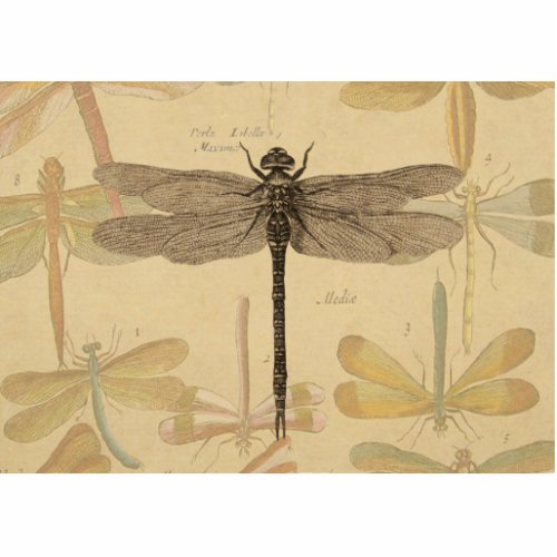 Dragonfly Vintage Antique Classic Nature Cutout