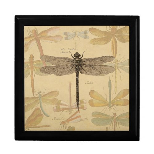 Dragonfly Vintage Antique Classic Nature Gift Box