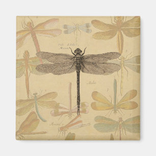 Dragonfly Vintage Antique Classic Nature Magnet